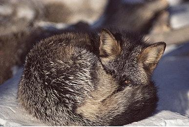 PlayStation年中特惠6月18日开启 多款大作迎来史低